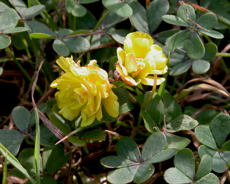 Oxalis pes-caprae L. a fiore doppio